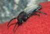 Iberodorcadion fuliginator